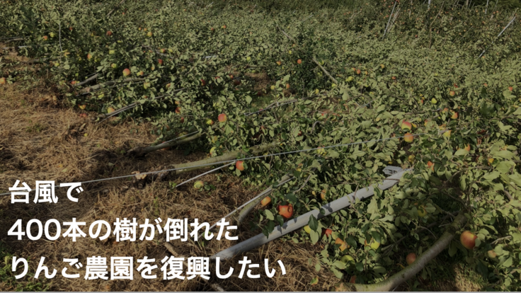 台風14号でりんごの木が400本倒れた義兄の農園を復興したい。