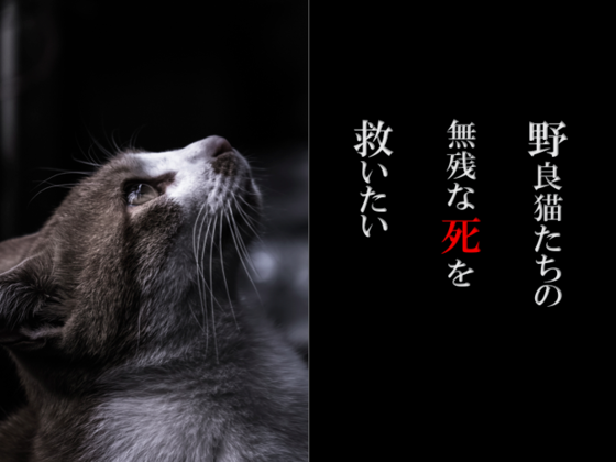 小さくても命 野良猫たちの不妊手術と子猫の治療をしたい 米田 幸子 16 12 22 公開 クラウドファンディング Readyfor