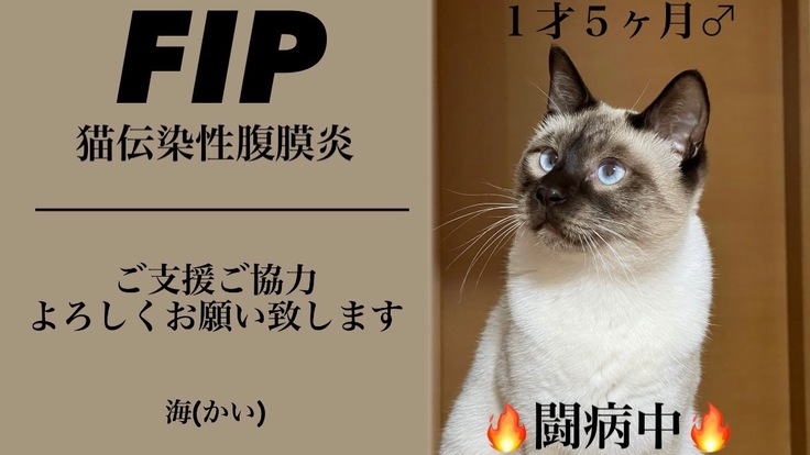FIP(猫伝染性腹膜炎)の治療にご支援をお願い致します