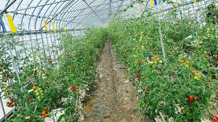 村上市小岩内ミニトマト『ミライnoドルチェ』をもう一度栽培したい