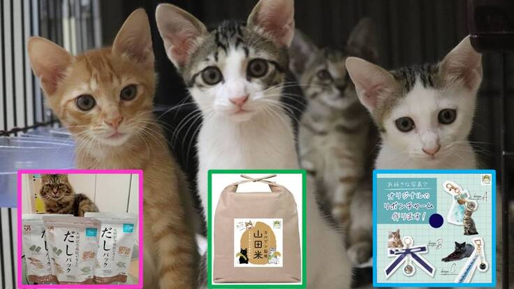保護猫達のために、地元の名産品購入で保護猫カフェをご支援下さい。