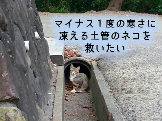 凍えながら命を繋いでいる 徳島県の土管に住むネコを守りたい 尾崎真弓 17 01 27 公開 クラウドファンディング Readyfor