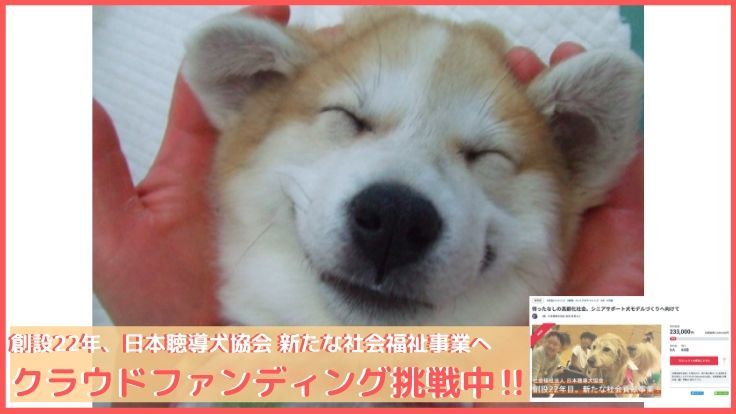 聴導犬 介助犬に貢献した犬たちの 供養メモリアル を創りたい 福 日本聴導犬協会 会長 有馬もと 14 03 31 公開 クラウドファンディング Readyfor レディーフォー