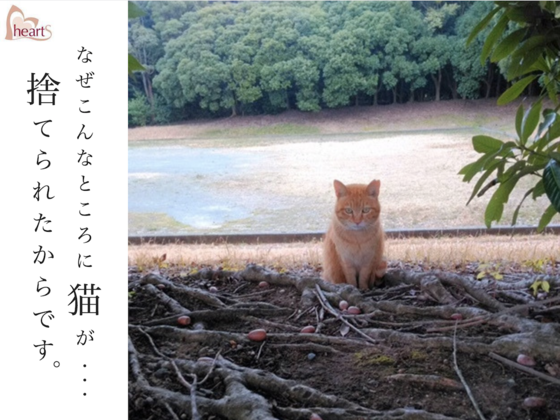 R公園に新たな捨て猫 愛知県東三河最大の 猫捨て場 にいる猫100匹を見捨てない 命にやさしいまちづくり ハーツ 17 10 04 投稿 クラウドファンディング Readyfor レディーフォー