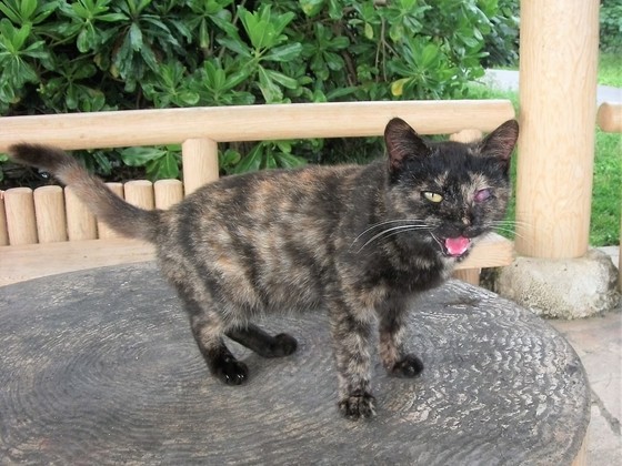 【第2弾】石垣島の捨てられた猫たちに、治療を受けさせたい。