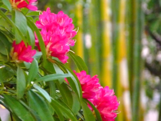 名古屋の真ん中に花の新名所 西洋シャクナゲの森 をつくりたい 久屋大通庭園フラリエ 17 11 10 公開 クラウドファンディング Readyfor レディーフォー