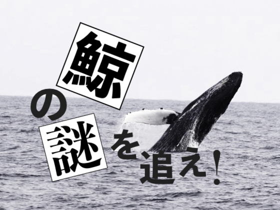 突如、八丈島に現れたザトウクジラ。変化する生態系の謎に迫る！