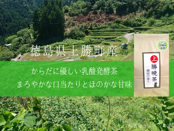 1200年以上続く上勝町の伝統「長期発酵・阿波晩茶」を限定販売！