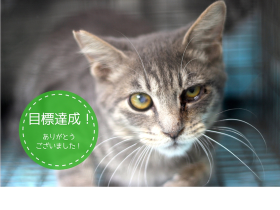 さくらねこtnr活動で大阪 梅田を世界一猫に優しい歓楽街に キタ