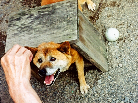 関西の施設で保護された捨て犬捨て猫をハープの音色で癒したい 池田千鶴子 14 07 25 公開 クラウドファンディング Readyfor レディーフォー