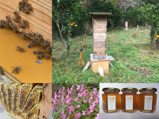 野生のニホンミツバチと我々人間が共存できる地域環境を作る