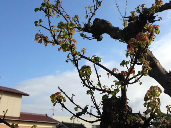 津波で庭を流された被災者の新居に思い出の木を贈りたい！
