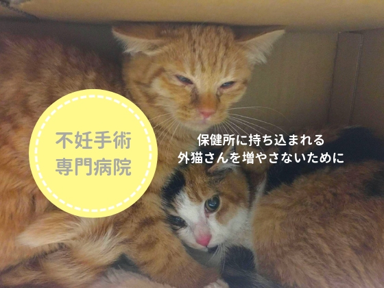 不幸な命を増やさない！和歌山県に猫の不妊手術専門病院を