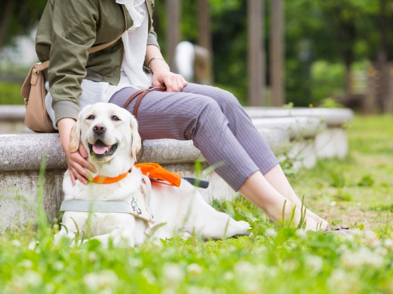 盲導犬ユーザー約1 000人を支える 声かけ の力を広げたい 岩間 智美 一般社団法人盲導犬総合支援センター 19 03 18 公開 クラウドファンディング Readyfor レディーフォー