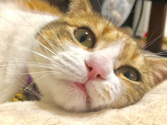 岐阜県に幸せな猫を増やす。人と猫をつなぐ、譲渡型保護猫カフェ（市川 