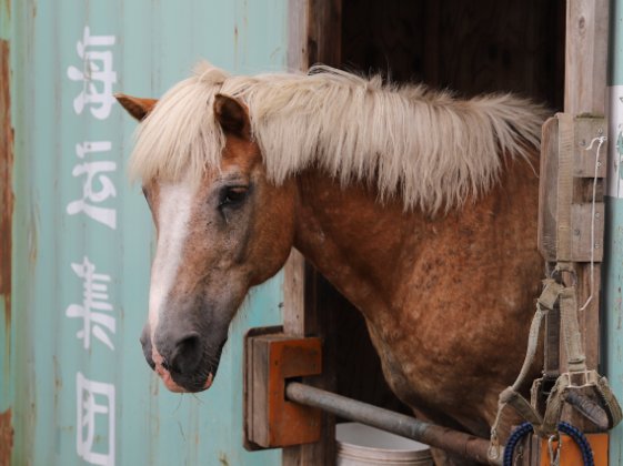 引退した競走馬の馬ふんを堆肥にし ウマい 野菜を皆さまへ 玉木 誠二 株式会社八肥の会 19 07 12 公開 クラウドファンディング Readyfor