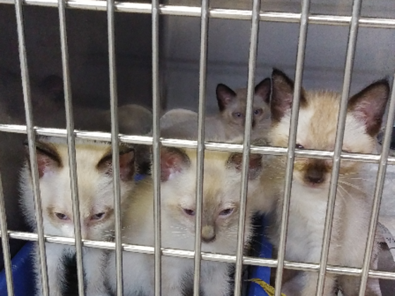 ※SOS　生後1週間～1か月迄の仔猫６匹、医療費援助のお願い