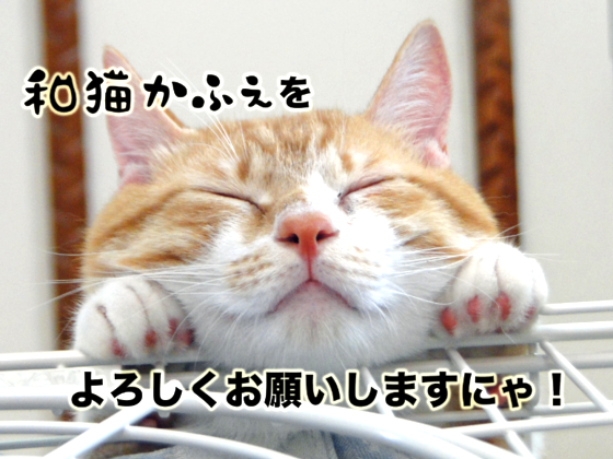 猫の幸せが一番大事。保護猫カフェ☆和猫かふぇ改装プロジェクト