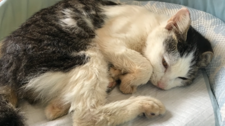 先天性疾患の保護猫　パンプキンを助けてあげたい！