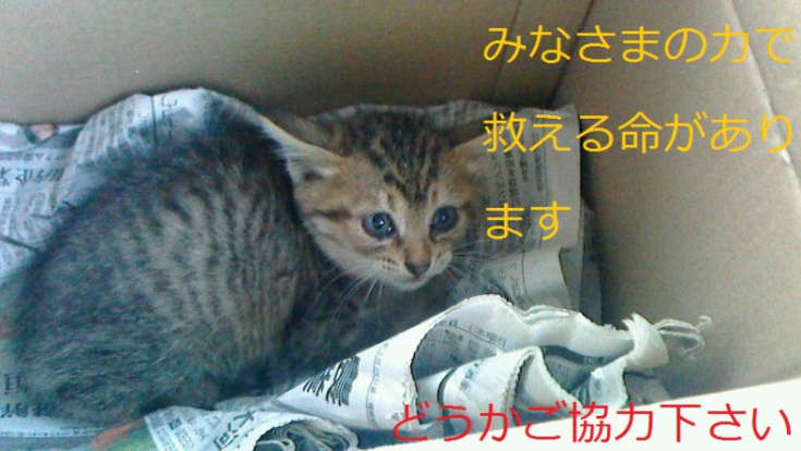 虐待されている捨て猫たちを救いたい 黒澤将大 05 15 公開 クラウドファンディング Readyfor