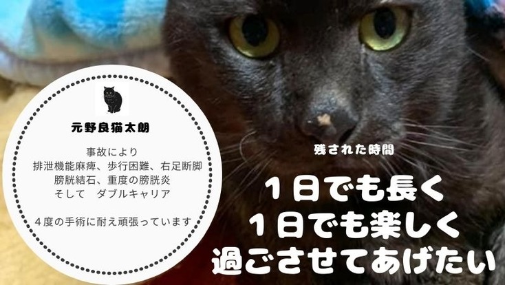 怪我 病気 ダブルキャリア4度の手術に耐えた太朗の治療を続けたい 藤原千春 猫いち 21 01 27 公開 クラウドファンディング Readyfor レディーフォー