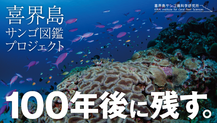 サンゴの“今”を喜界島で記録！100年後に残る図鑑を作りたい