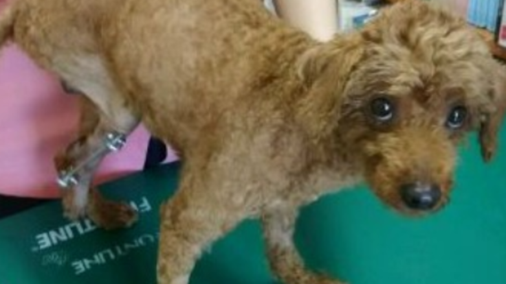 捨犬 カント君 の足の手術をして元気に走らせたい 日比英子犬の命を守る会 わんわんライフ 代表 09 14 公開 クラウドファンディング Readyfor