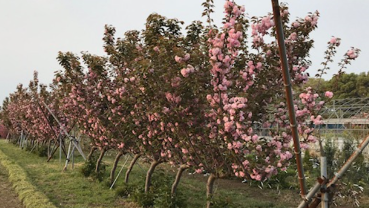 170年続く秦野の八重桜の里を守る ジョイント八重桜pjt 小池 勉 08 公開 クラウドファンディング Readyfor レディーフォー