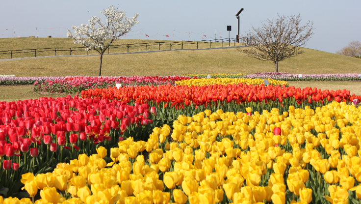 来春も吉田公園に10万本のチューリップを咲かせたい Npo法人しずかちゃん 県営吉田公園指定管理者 08 27 公開 クラウドファンディング Readyfor レディーフォー