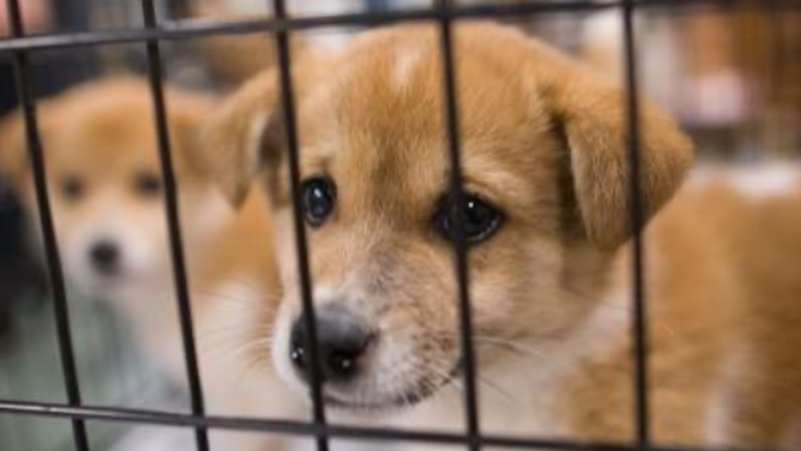 閉鎖危機！保護犬を生かし幸せを掴む施設存続にご支援のお願い！