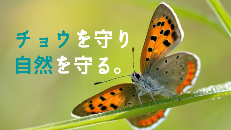 チョウは自然を守るバロメーター 絶滅の危機にあるチョウを守る 認定npo法人 日本チョウ類保全協会 21 03 25 公開 クラウドファンディング Readyfor