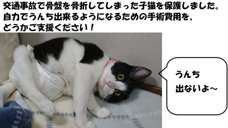 新着情報 事故で骨折し排便障害をわずらった保護猫メルちゃんの手術費用を 荷見奈緒美 クラウドファンディング Readyfor レディーフォー