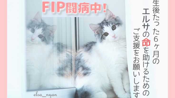猫伝染性腹膜炎（FIP）と闘うエルサに✦耀く未来✦を届けたい☆ミ 