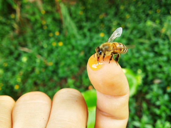 首里を花いっぱいに ミツバチが運ぶ蜂蜜で新たな観光名物を 山城岩夫 すいまち研 15 10 17 公開 クラウドファンディング Readyfor レディーフォー
