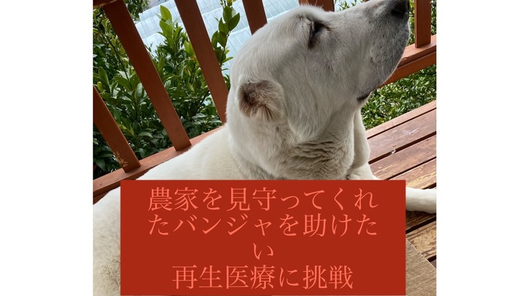 後ろ脚麻痺 排尿障害 超大型犬バンジャに再生医療を 堀内 郁美 21 04 01 公開 クラウドファンディング Readyfor