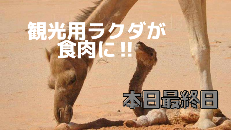 収入ゼロの砂漠の民と食肉に売られる観光用のラクダ達を救いたい Atsuko Nakajima 21 05 02 公開 クラウドファンディング Readyfor レディーフォー