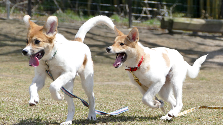 新着情報 保護犬のためのドッグランを新設 新しい家族との出会いをここから 公益財団法人 動物臨床医学研究所 クラウドファンディング Readyfor レディーフォー