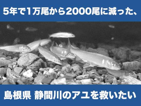 新着情報 5年で生息数が1 5になった島根のアユが生きれる魚道を作ります 高橋泰子 クラウドファンディング Readyfor