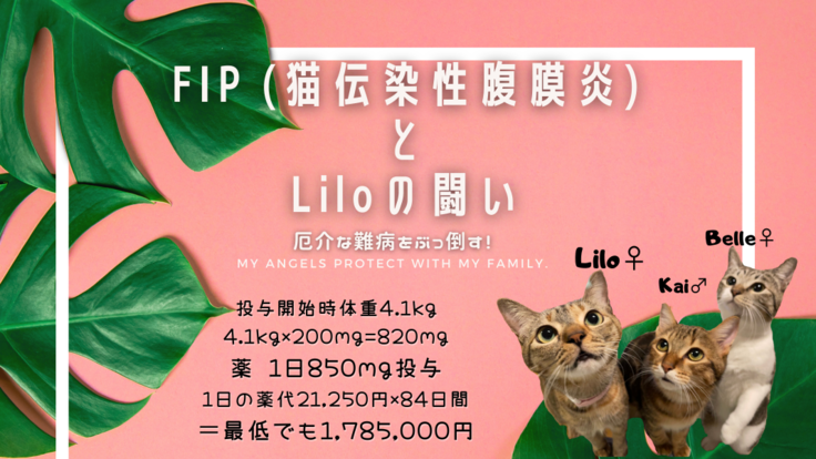 厄介な難病FIP (猫伝染性腹膜炎)とリロちゃんの闘い！