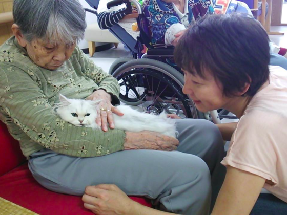 猫と一緒に老人養護施設を訪問し お年寄りたちの心を癒したい 古川 政美 15 12 25 公開 クラウドファンディング Readyfor レディーフォー