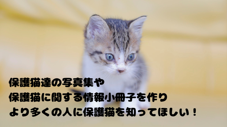 保護猫カフェあんちゃん 保護猫写真集で保護猫を知ってもらいたい 保護猫カフェあんちゃん 稲沢 21 06 16 公開 クラウドファンディング Readyfor