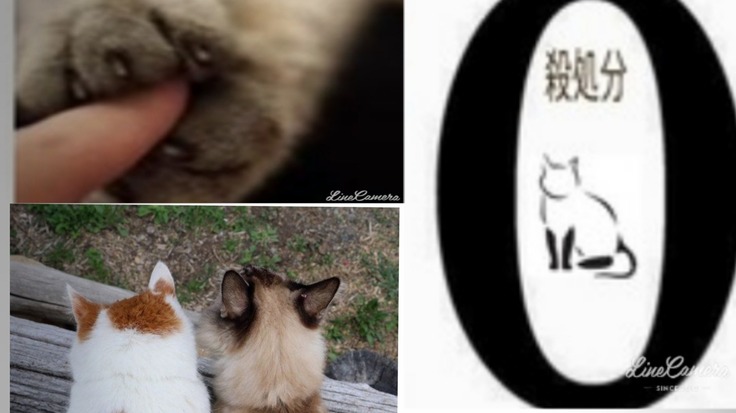 命を繋ぐ活動から生きる希望を 保護部屋と避妊去勢費用プロジェクト 任意団体アニマルサポーター月猫 21 12 03 公開 クラウドファンディング Readyfor