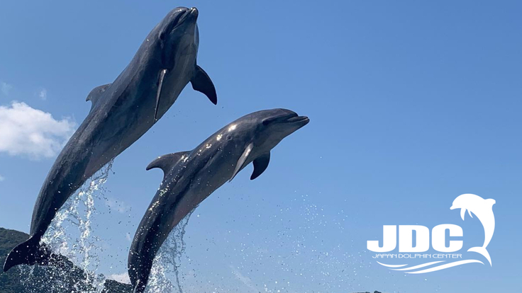 #イルカと共に人生をより良くする｜日本ドルフィンセンターの挑戦 - クラウドファンディング READYFOR