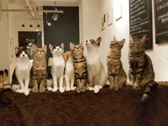 「猫カフェ」の画像検索結果