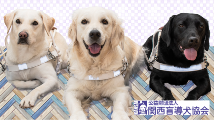 盲導犬と引退犬の健康と生活を守るために。今年も医療費のご支援を！