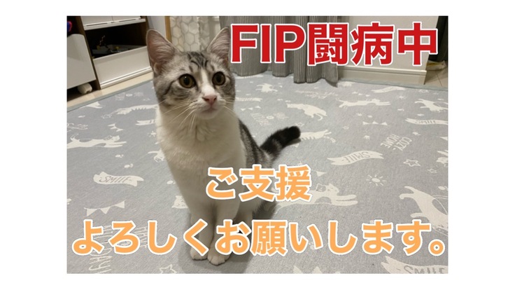 FIP(猫伝染性腹膜炎)と戦うトムを助けてください。