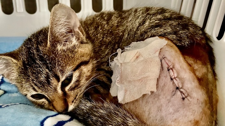 再手術しました。事故で下半身を引きずった仔猫に御支援お願いします！