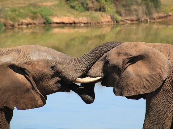 象を絶滅から守るため、象のうんこのアート展を全国巡回させたい