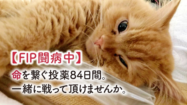 猫伝染性腹膜炎【FIP】治療費のご支援をよろしくお願い致します。 - クラウドファンディング READYFOR
