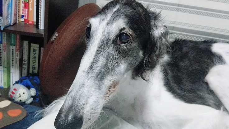 膵炎と原因不明の腹水を患った14歳のボルゾイの愛犬を救いたい
